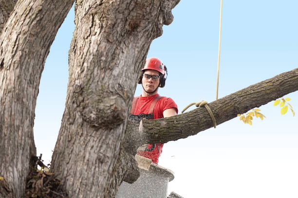 Best Emergency Tree Removal  in Sault Ste Marie, MI